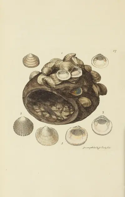 The mineral conchology of Great Britain Pl.027 av James Sowerby