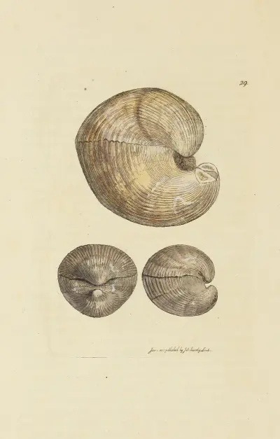 The mineral conchology of Great Britain Pl.029 av James Sowerby