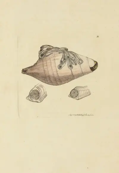 The mineral conchology of Great Britain Pl.030 av James Sowerby