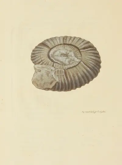 Mineralconchologi från Storbritannien, plansch 032 av James Sowerby