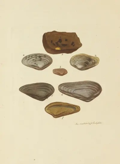 Mineralconkologi från Storbritannien, pl. 33 av James Sowerby