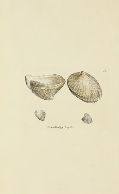 Mineralisk conchologi från Storbritannien, pl. 034 av James Sowerby