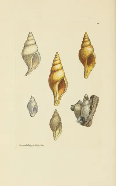The mineral conchology of Great Britain Pl.036 av James Sowerby