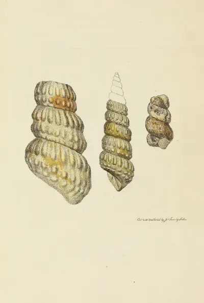 The mineral conchology of Great Britain Pl.037 av James Sowerby