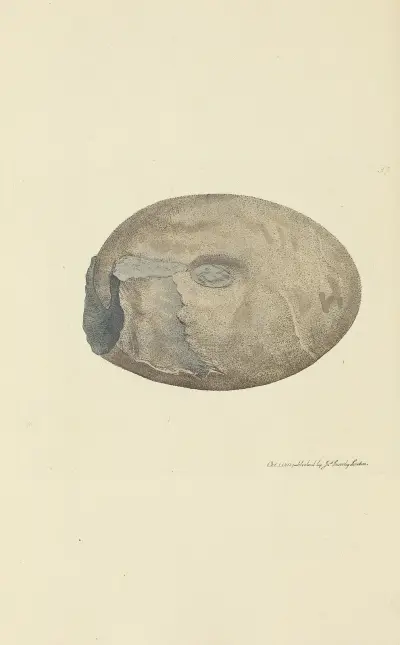 The mineral conchology of Great Britain, plansch 038 av James Sowerby
