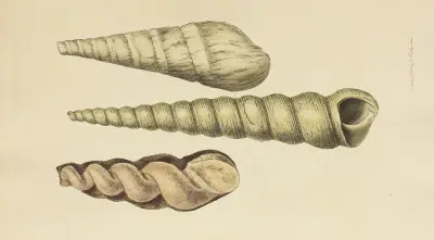 The mineral conchology of Great Britain Pl.040 av James Sowerby