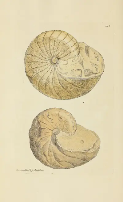 The mineral conchology of Great Britain pl. 42 av James Sowerby