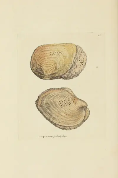 The mineral conchology of Great Britain Pl.044 av James Sowerby