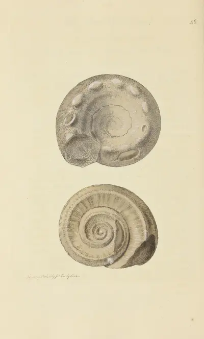 The mineral conchology of Great Britain Pl.047 av James Sowerby