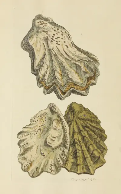 The mineral conchology of Great Britain Pl.049 av James Sowerby