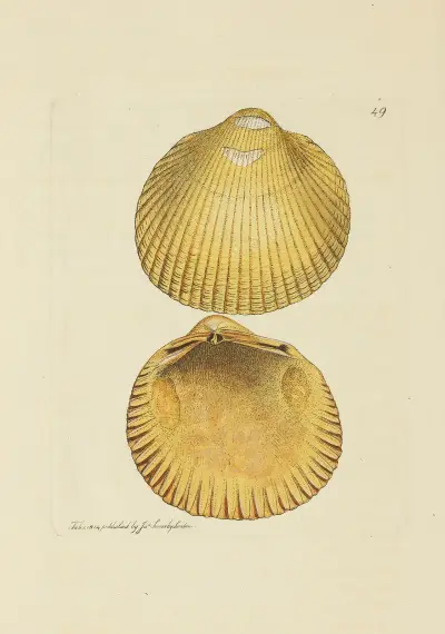 The Mineral Conchology of Great Britain, plansch 050 av James Sowerby