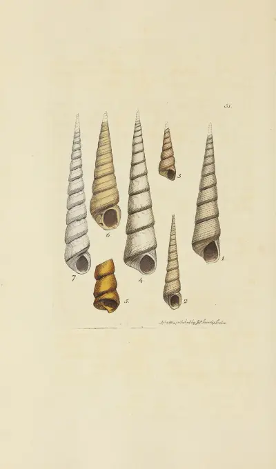 The mineral conchology of Great Britain Pl.052 av James Sowerby