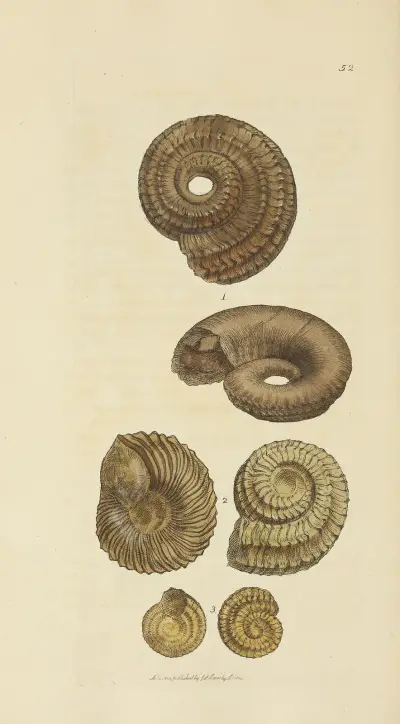 The mineral conchology of Great Britain Pl.053 av James Sowerby