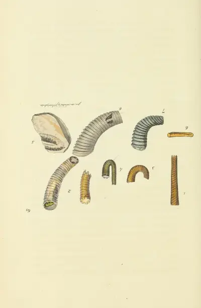 The Mineral Conchology of Great Britain, plansch 062 av James Sowerby