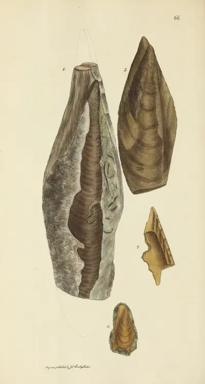 Brittisk mineralogisk conkologi, pl. 066 av James Sowerby
