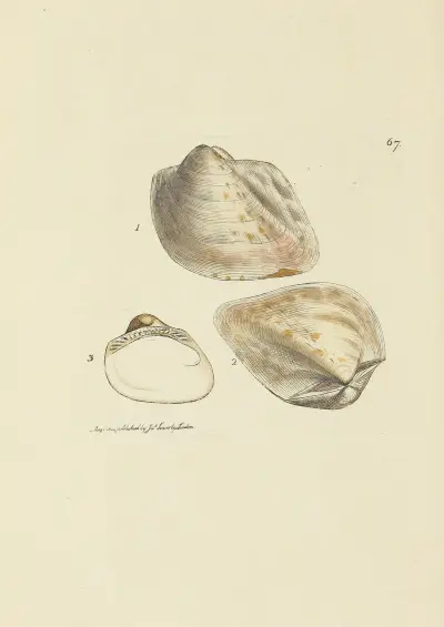 The mineral conchology of Great Britain Pl.067 av James Sowerby