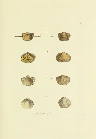 The mineral conchology of Great Britain Pl.068 av James Sowerby