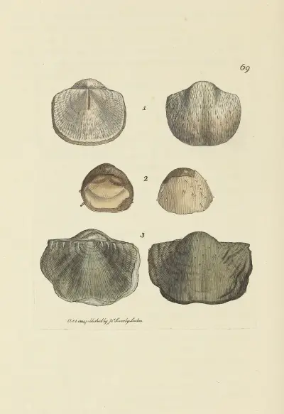 The mineral conchology of Great Britain Pl.069 av James Sowerby