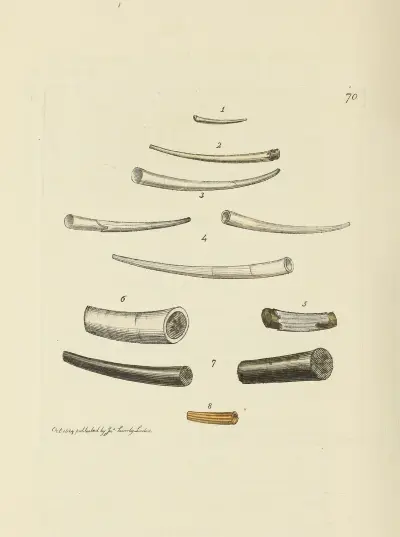The mineral conchology of Great Britain Pl.070 av James Sowerby