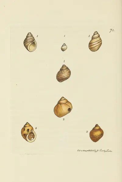Mineralconchologi från Storbritannien, plansch 071 av James Sowerby