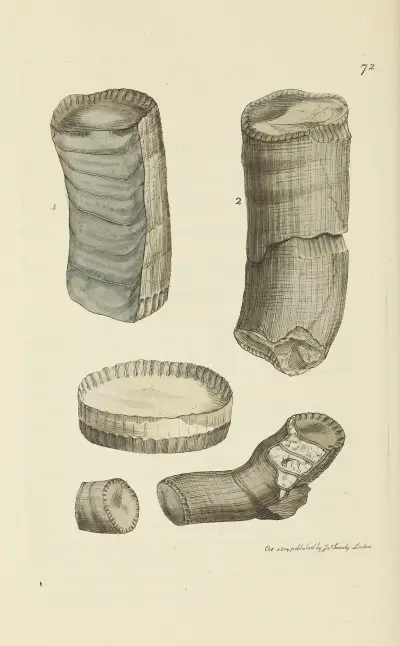 Mineralconchyliologi från Storbritannien, plansch 072 av James Sowerby