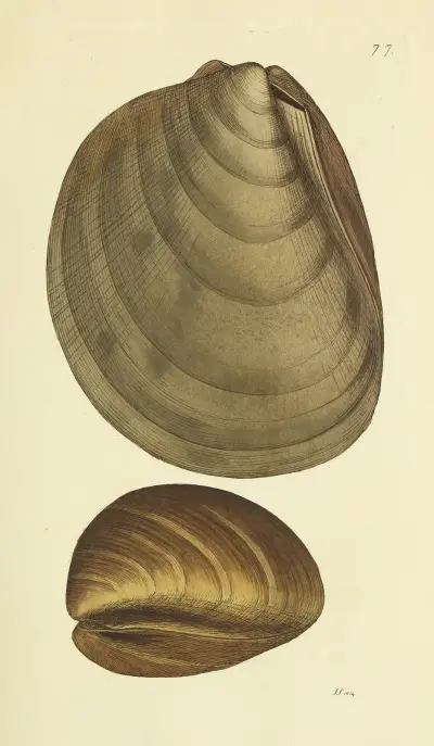 The mineral conchology of Great Britain Pl.076 av James Sowerby
