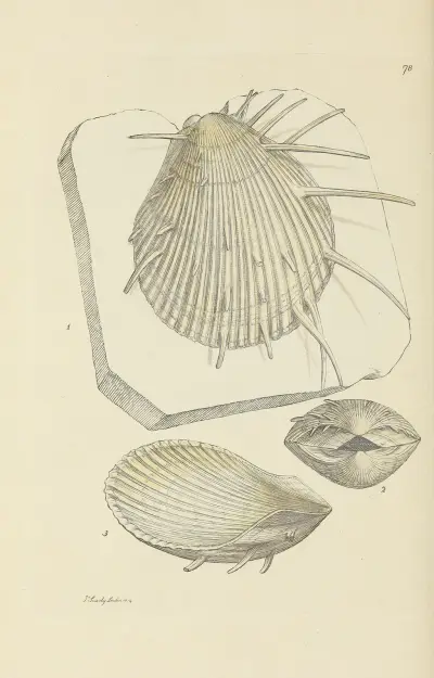 Mineralconchology av Storbritannien, plansch 077 av James Sowerby