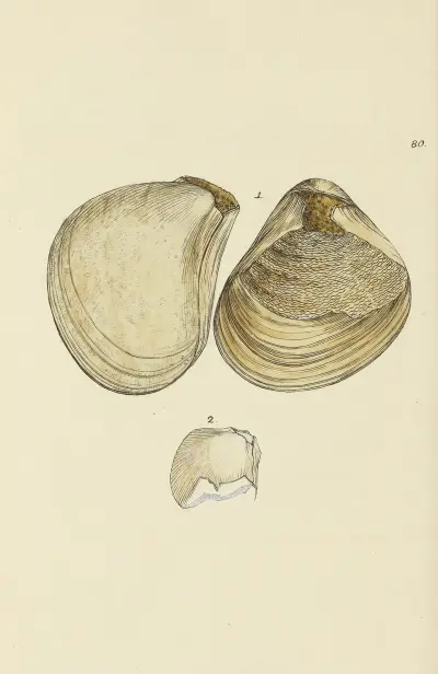The mineral conchology of Great Britain Pl.079 av James Sowerby