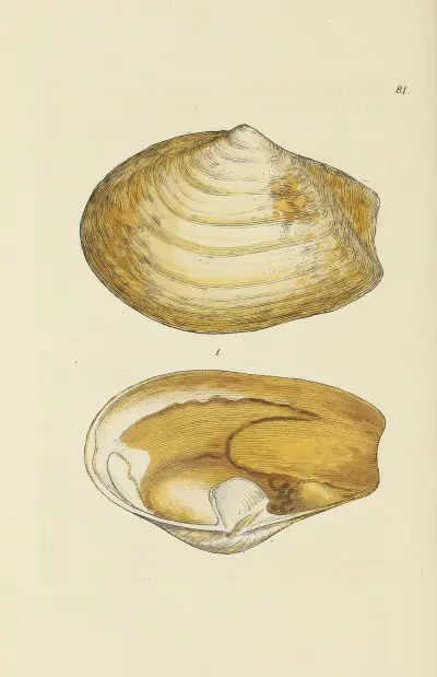 The mineral conchology of Great Britain Pl.080 av James Sowerby