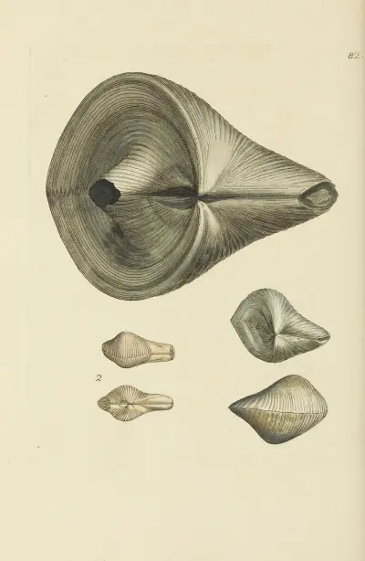 The mineral conchology of Great Britain Pl.081 av James Sowerby