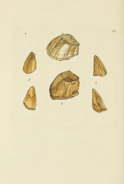 The mineral conchology of Great Britain Pl.083 av James Sowerby