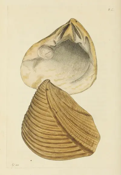 The mineral conchology of Great Britain Pl.084 av James Sowerby