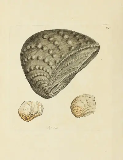 Mineralconkologi från Storbritannien, plansch 086 av James Sowerby