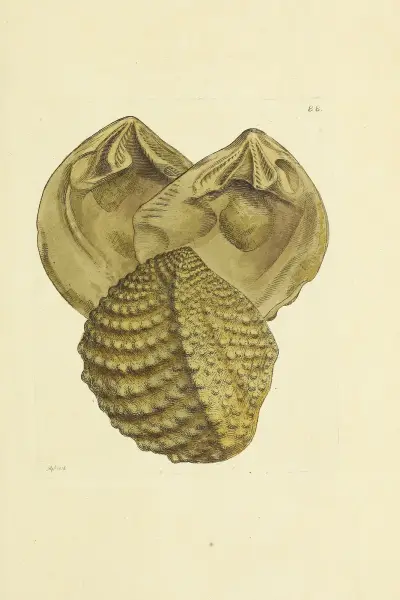 The mineral conchology of Great Britain Pl.087 av James Sowerby