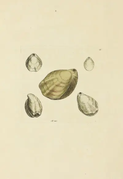 Mineralconchology av Storbritannien pl. 089 av James Sowerby