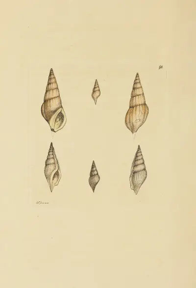 The mineral conchology of Great Britain Pl.090 av James Sowerby