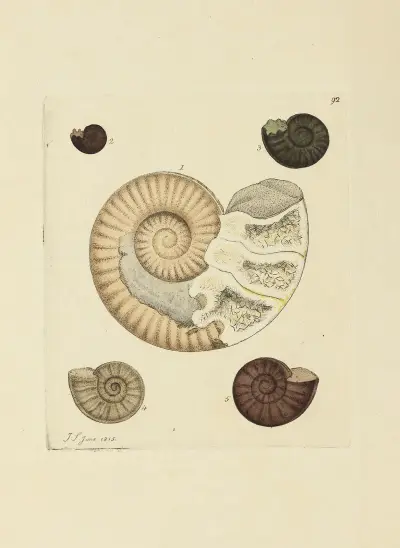 Mineralconchologi från Storbritannien, pl. 91 av James Sowerby