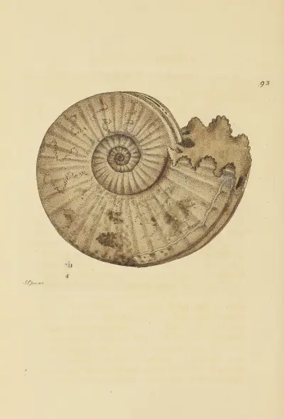 The mineral conchology of Great Britain Pl.092 av James Sowerby