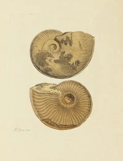 The mineral conchology of Great Britain Pl.093 av James Sowerby