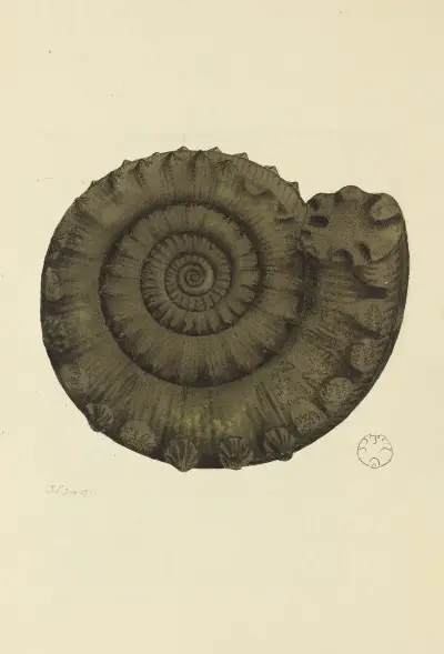 The mineral conchology of Great Britain Pl.094 av James Sowerby