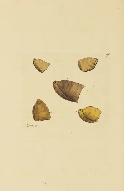 Brittisk mineralisk snäcklära Pl.095 av James Sowerby