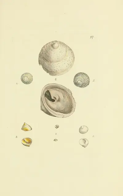 The mineral conchology of Great Britain Pl. 96 av James Sowerby
