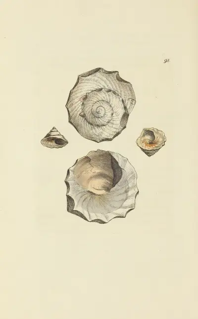 The mineral conchology of Great Britain Pl.097 av James Sowerby