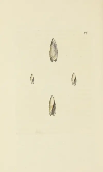 The mineral conchology of Great Britain Pl.098 av James Sowerby