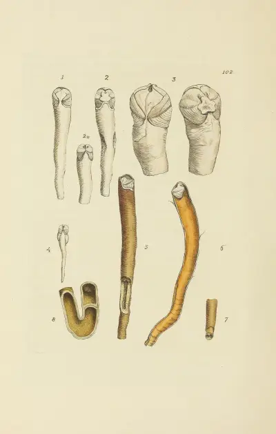 The mineral conchology of Great Britain Pl.101 av James Sowerby