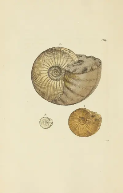The mineral conchology of Great Britain Pl.103 av James Sowerby