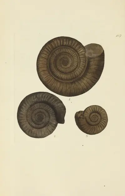 The mineral conchology of Great Britain Pl.106 av James Sowerby