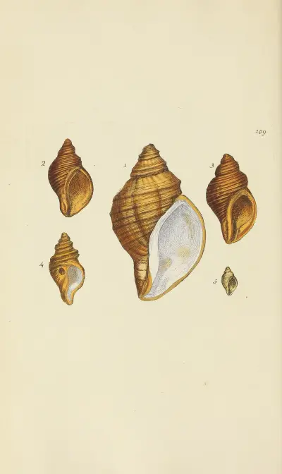 The mineral conchology of Great Britain Pl.108 av James Sowerby