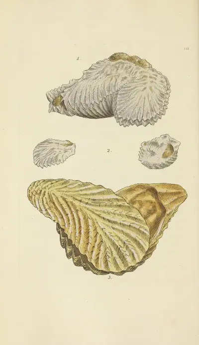 The mineral conchology of Great Britain Pl.110 av James Sowerby