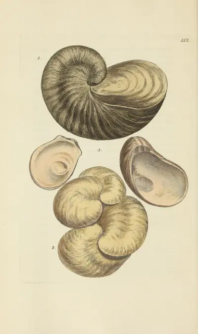 The mineral conchology of Great Britain Pl.111 av James Sowerby